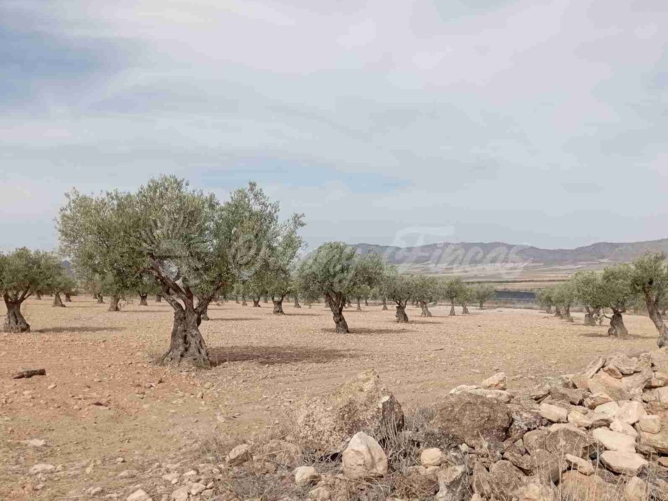 Finca i Yecla, Murcia - foto 5